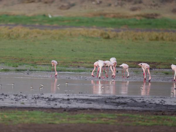 <h3><a href="/trips/tanzania/biota/animalia/chordata/aves/012 phoenicopteriformes/001 phoenicopteridae/phoeniconaias minor/phoeniconaias minor-nl.html">Phoeniconaias&nbsp;minor</a> / Lesser&nbsp;flamingo / Kleine&nbsp;flamingo</h3>OM-1 Mark II met OLYMPUS M.150-400mm F4.5, 1/2000 sec  bij F5.0, ISO 6400, afstand 106&nbsp;m